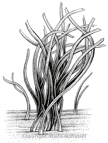 003 - Posidonia australis (Seagrass) Picture 